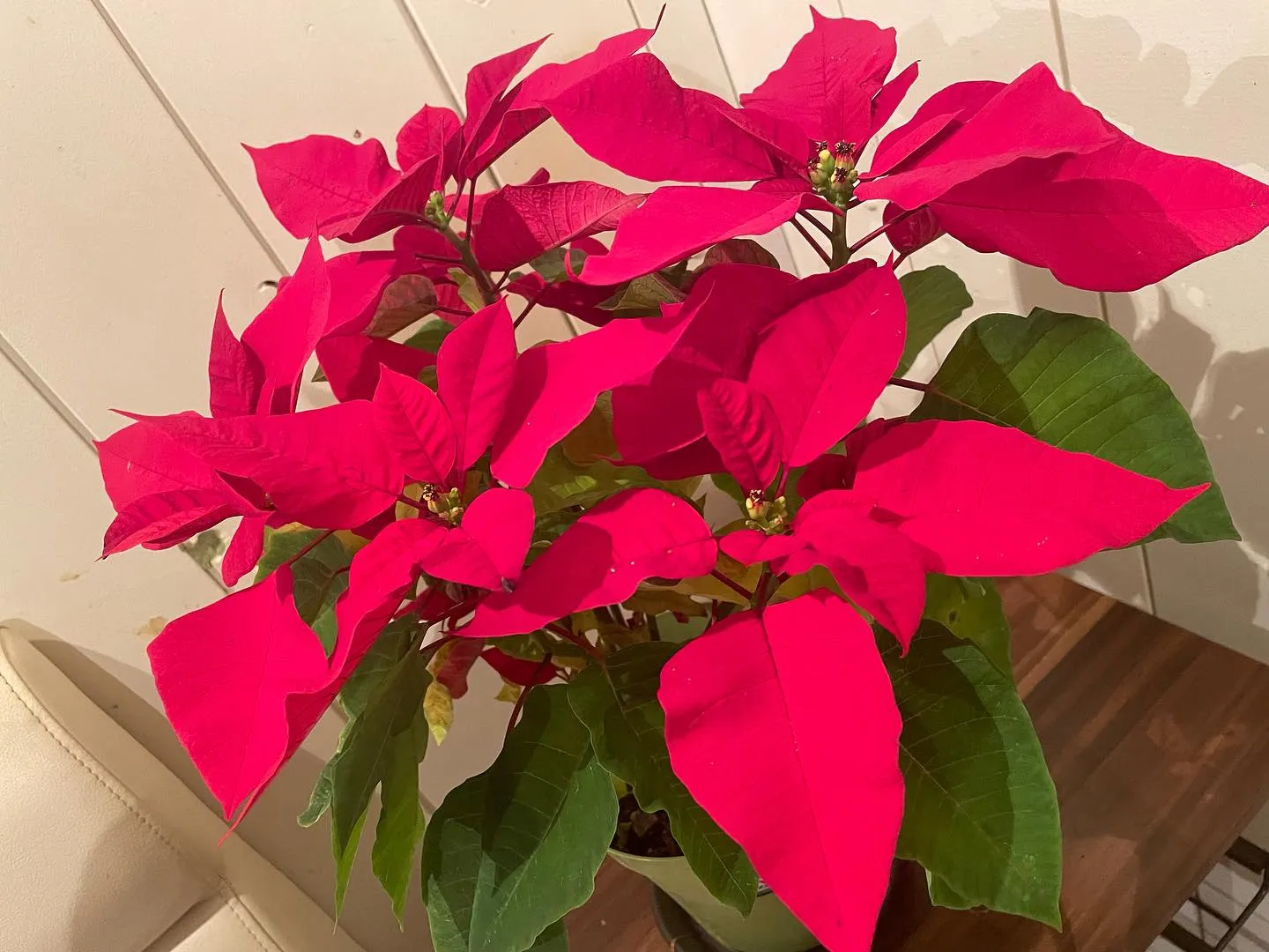 今年も後1ヶ月ですね